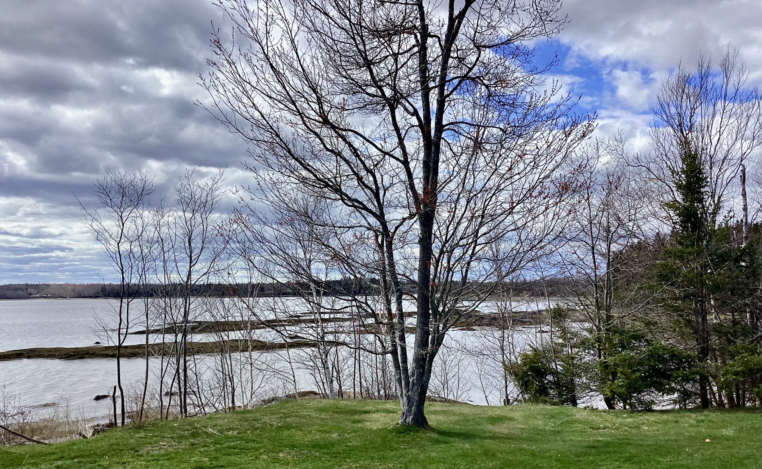 Spring buds